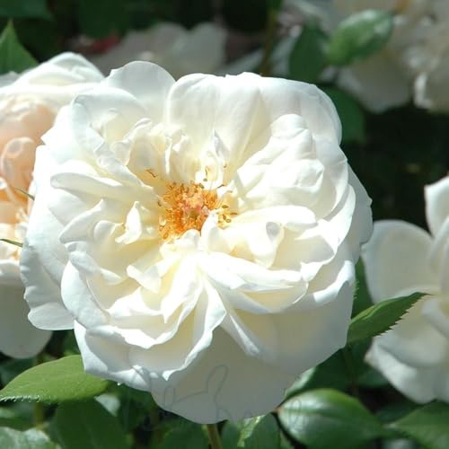 Peter Beales Queen's Jubilee Rose, White/Cream Double Blooms, Highly Scented Shrub Rose
