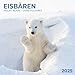 Produktbild Polar Bears/Eisbärchen 2025: Kalender 2025 (Artwork Edition)