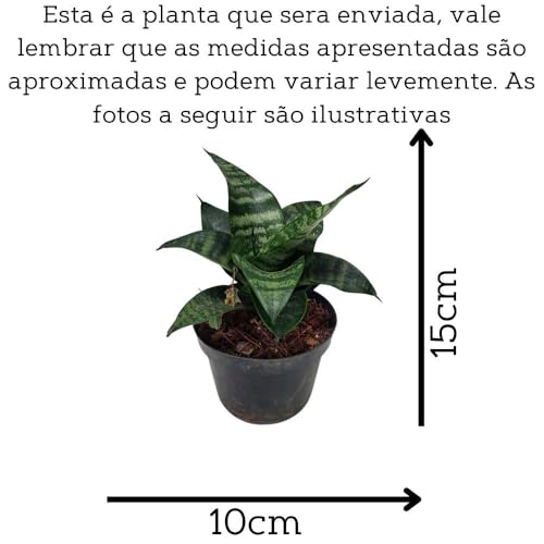 Muda Mini Espada De São Jorge Planta Natural Lingua De Sogra Planta Natural Exotica Folhagem