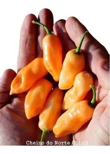 Sementes De Pimenta De Cheiro Do Norte Vigorosa Saborosa