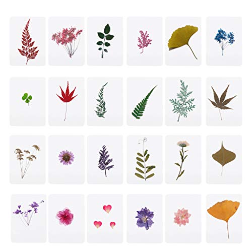 Hojas y flores prensadas secas para manualidades miniatura 1