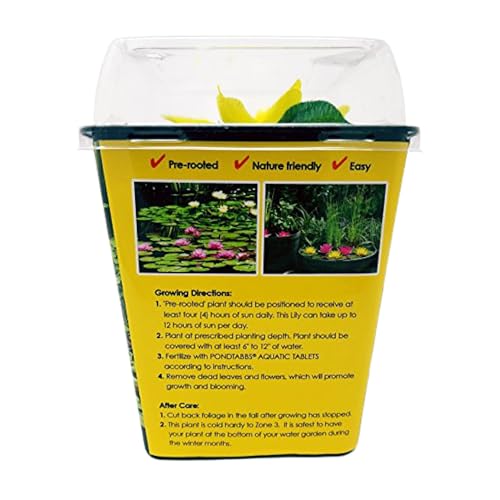 Chalily Water Lily Aquatic Plants Live Lilies Real Small or Big Pond Plant Lilly Ponds Cold Hardy Pads Grow waterlillies Flowering rhizomes Outdoor lilys Waterlily Lillies pre Grown lillys pad Yellow