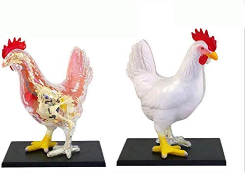 Anatomisches Tiermodell – Anatomisches Modell Huhn, abnehmbare 32 wissenschaftliche anatomische Tierteile – für medizinisches Ausbildungsmodell in der Tierbiologie