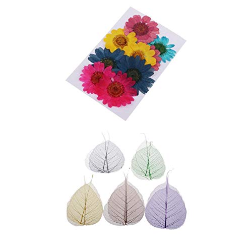 AMLESO 20 peças de flores secas coloridas prensadas para artesanato