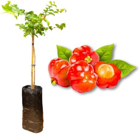 Muda de Pitanga - Rápida Produção - Produz em Vasos