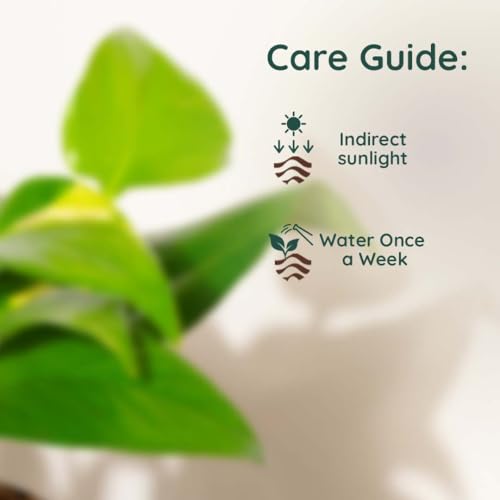 Image of Kyari Money Variegated Indoor Live Plants with White Self Watering Pot - Oval Pot 4 Inch