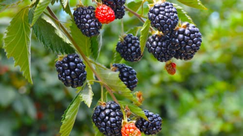 200 Sweet Blackberry Seeds Fruit Garden Seeds #TOP1