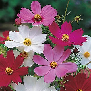 Cosmos Flower Seeds All Season Seeds for Gardening (B0B77JQM51) Amazon Price History, Amazon Price Tracker