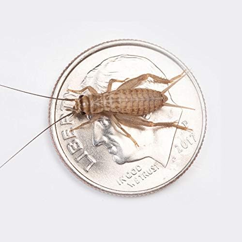 Live Crickets 1/2” Banded | 500 Count | Live Crickets for Reptiles, Large Bulk Arrival of Large Banded Crickets - High Protein Live Feed Crickets, Bearded Dragon Food & Pet Food
