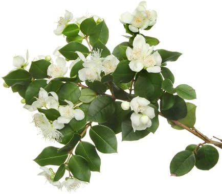 BIO - Green Myrtle Essential Oil - 5mL - 100% Pure, Natural, Chemotyped and AB Certified - AROMA LABS (French Brand) - Image 3