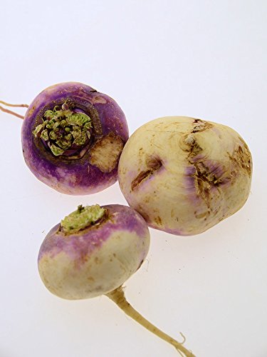 Autumn Turnip Bicolor (Brassica rapa SSP. rapa) - Approx. 500 Seeds