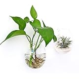 Ivolador Wall Hanging Propagation Glass Plant Terrarium Container Egg Shape Perfect for Propagating Hydroponic Plants Home Office Garden Decor Wedding - 2PCS