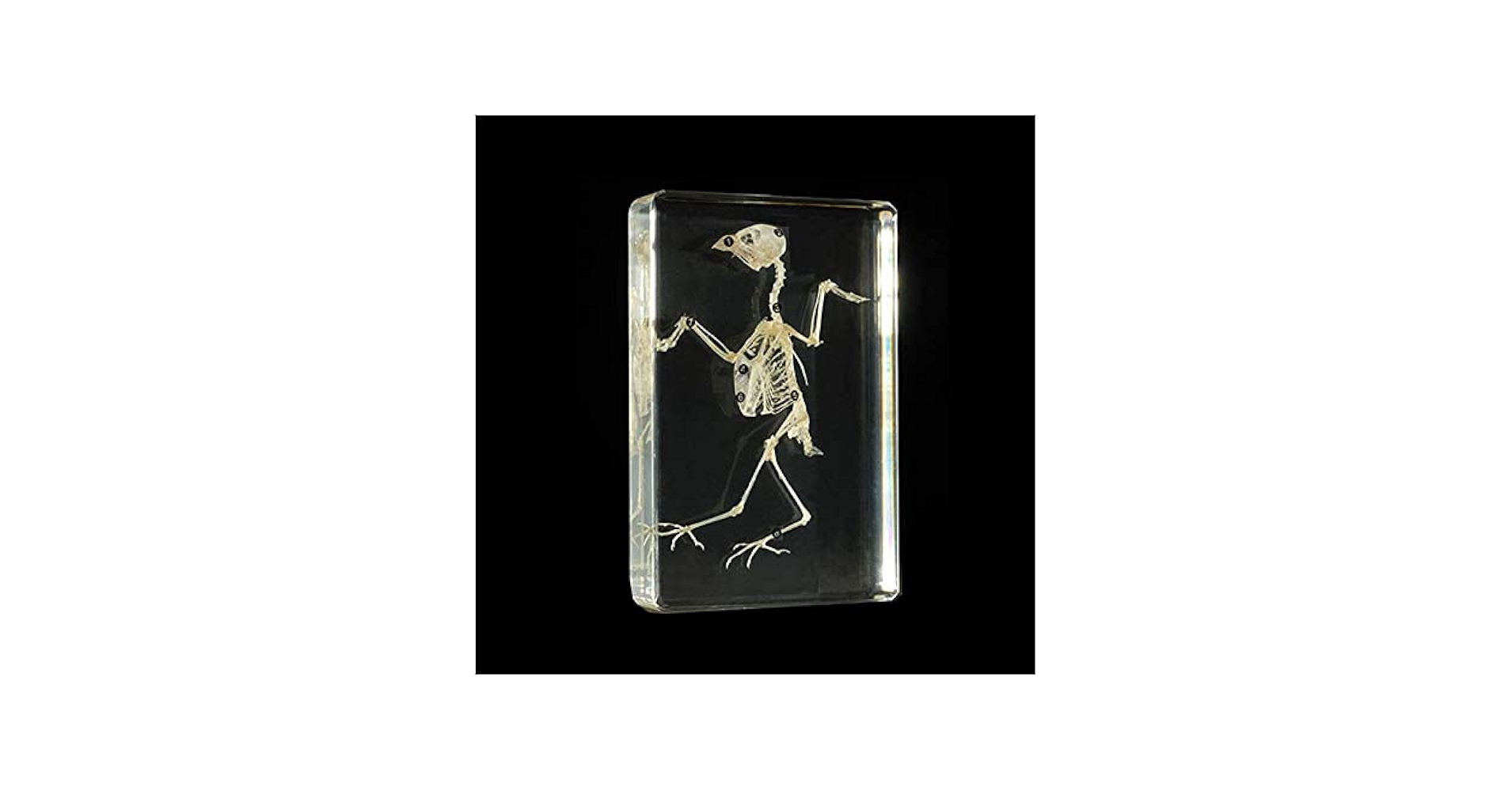 鳥の骨探 NTS 中古 鳥の骨探 NTS 中古