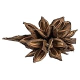 Vickerman 6" Natural Star Pod - Dried Decoration for Natural Arrangements, Height 6-11 inches, Length 7-9 inches, Width 7-9 inches, Includes 1 Piece per Pack, Rich Color and Texture