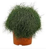 casuarina resort 🌳 Ideal para crear áreas frescas y sombreadas en jardines o cerca de la playa. 🌱 Resistente a suelos salinos: Perfecta para suelos costeros y áreas con alta salinidad. 🌾 Protección del suelo: Ayuda a prevenir la erosión y mejora la calidad del suelo.