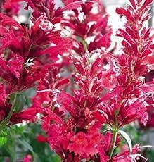 50 pezzi di semi di fiori di issopo Red Queen Agastache:Seeds only