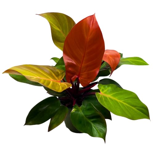 BubbleBlooms Philodendron McColley's Finale in a 6 inch Pot