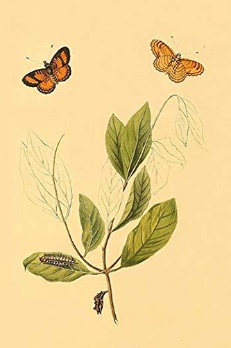 Surinam Schmetterlinge Motten & Raupen Posterdruck von Jan Sepp (24 x 36)