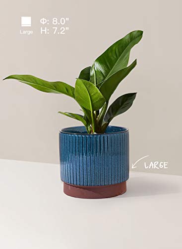 Image of LE TAUCI Ceramic Pots for Plants, 8+6.7+5.5 Inch Plant Pots Indoor, Flower Pot with Drainage Holes, Medium Cylinder Planters for Indoor House Plants, Set of 3, Blue