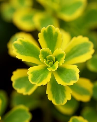 Perennial Farm Sedum kamtschaticum VAR. ellacombianum 'Cutti...