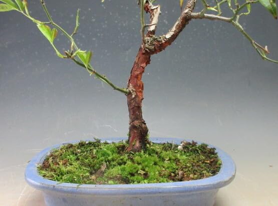 Amazon｜黄花モッコウバラの鉢植え盆栽【現品】｜観葉植物 オンライン通販