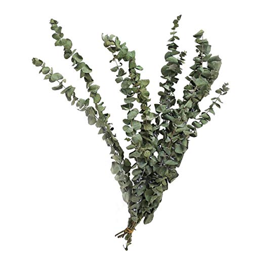 fllyingu 10 Unids/Ramo Ramas De Eucalipto Naturales Secas Hojas Decoración De Arreglos Florales Ramo De Flores Secas para Arreglos De Decoración del Hogar De La Boda