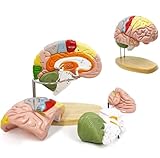2-faches menschliches Gehirnmodell für den Neurowissenschaftsunterricht mit Beschriftungen, lebensgroßes Anatomie-Modell des Cerebralen Cortex und der Nerven