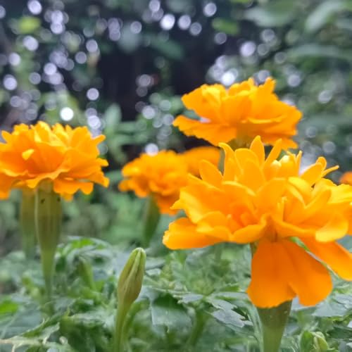 semi di calendula tagetes biologici to perenni comprare calendula balcone to regali recisi rare, decorazione del soggiorno selvatiche 2000pcs