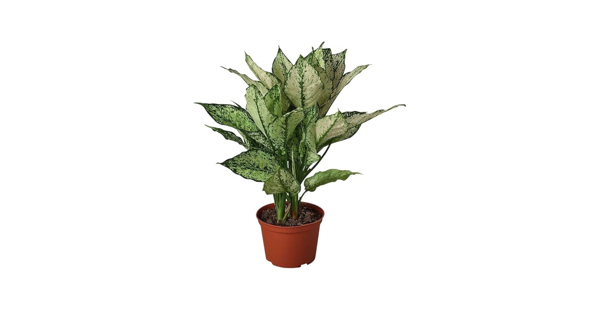 米山舞　everlasting plants Amazon.com : Chinese Evergreen First Diamond Live Plant for