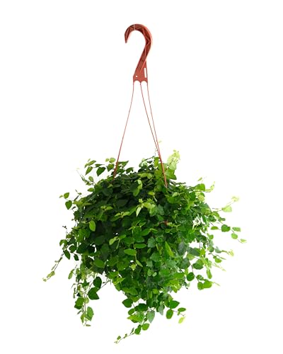 Shop Succulents Ficus Repens Creeping Fig, Live Indoor Plant, Low Maintenance Trailing Houseplant...