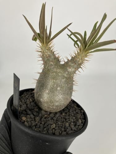 観葉植物 グラキリス パキポディウム 実生」の人気商品一覧 | 安い商品