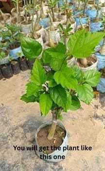 Image of Multi Color Hibiscus Live Plant 5 to 8 Color Grafted Hybrid Gudhal Flowering Plant Exotic Bloom Outdoor Decorative Plant for Home Garden Balcony Terrace Pack of 1