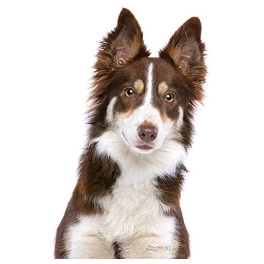 Journal: Red and White Border Collie Notebook