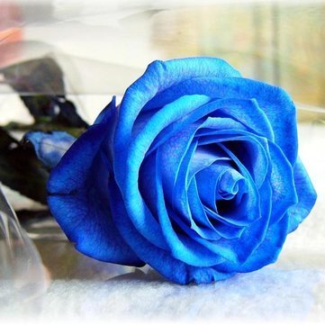 Sellify 50 Pcs Blue Rose Seeds DIY Home Garden Dec (B0741DXNYL) Amazon Price History, Amazon Price Tracker