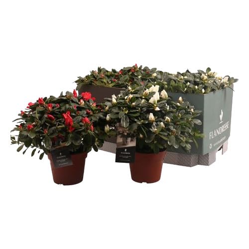 Azalea Natural - 6 Unidades -Plantas para el Exterior del Hogar