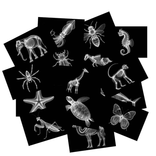 BAOGETONGLER Animal X-ray Educational Set 15 Pieces for Light Table