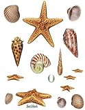 Sea Shells Sketchbook