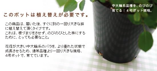 Amazon.co.jp: ミニバラ ミニバラ苗 バラ 鉢植え セントラルローズ