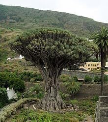 Amazon.co.jp: 種子 ドラセナ ドラコ Dracaena Draco 竜血樹 2023年
