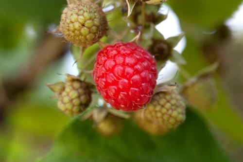 Rubus idaeus 'Willamette' 30-40 cm – Winterhart, Mehrjährig, Pflegeleicht – Himbeere – Obststrauch für Garten & Naschgarten