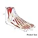 Teaching Model Tools,Human Foot Muscle with Neurovascular Feet Anatomical Model 9 Parts 81 Digital Characters Bones Muscles Plantar Layer Anatomy Foot Joint Muscle Neurovascular Li