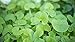 Indigo Herbs Orgánico Centella Asiática (Gotu Kola) en polvo 100g