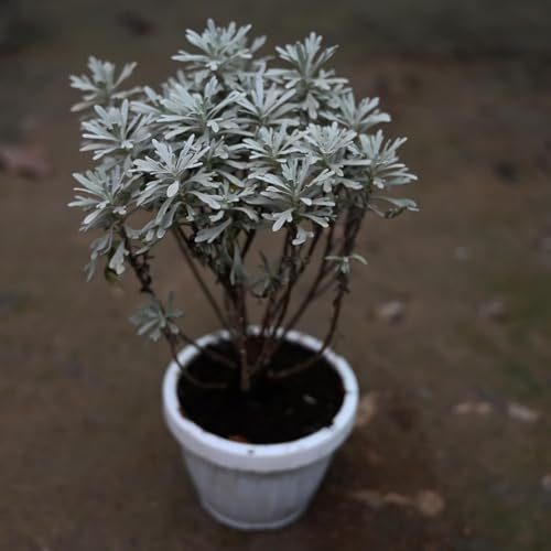 Image of Live English Lavender Plant with Pot | Lavandula Good Luck Decorative Herbal Plant | Fragrant Outdoor & Indoor Flowering Plant for Home Garden, Balcony & Terrace