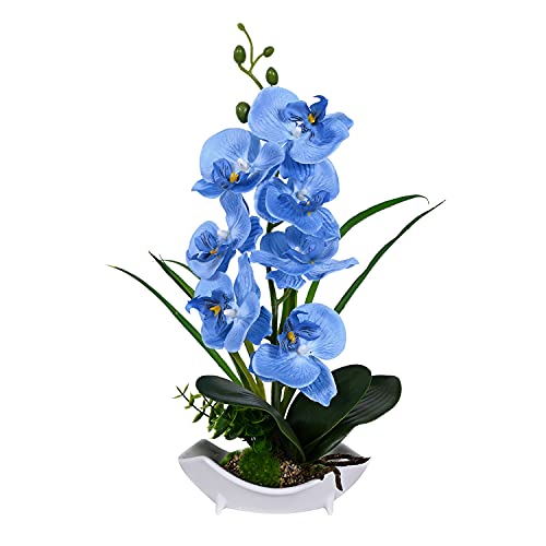 Orchidée bleue Cover