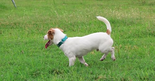 Collar de nylon para perros Mikivery ajustable M teal miniatura 5