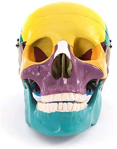 Modelo de Esqueleto Modelo Educativo cráneo Humano Colorido tamaño Natural cráneo Adulto Modelo anatómico para demostración Experimento científico Herramienta de enseñanza para demostración médica