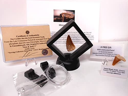 Image of Genuine Ancient Mosasaur Huge Dinosaur Tooth Fossil from Near Khourigba,Morocco, N.Africa with Free Floating Frame Display Case, Acrylic Stand & COA Bundle