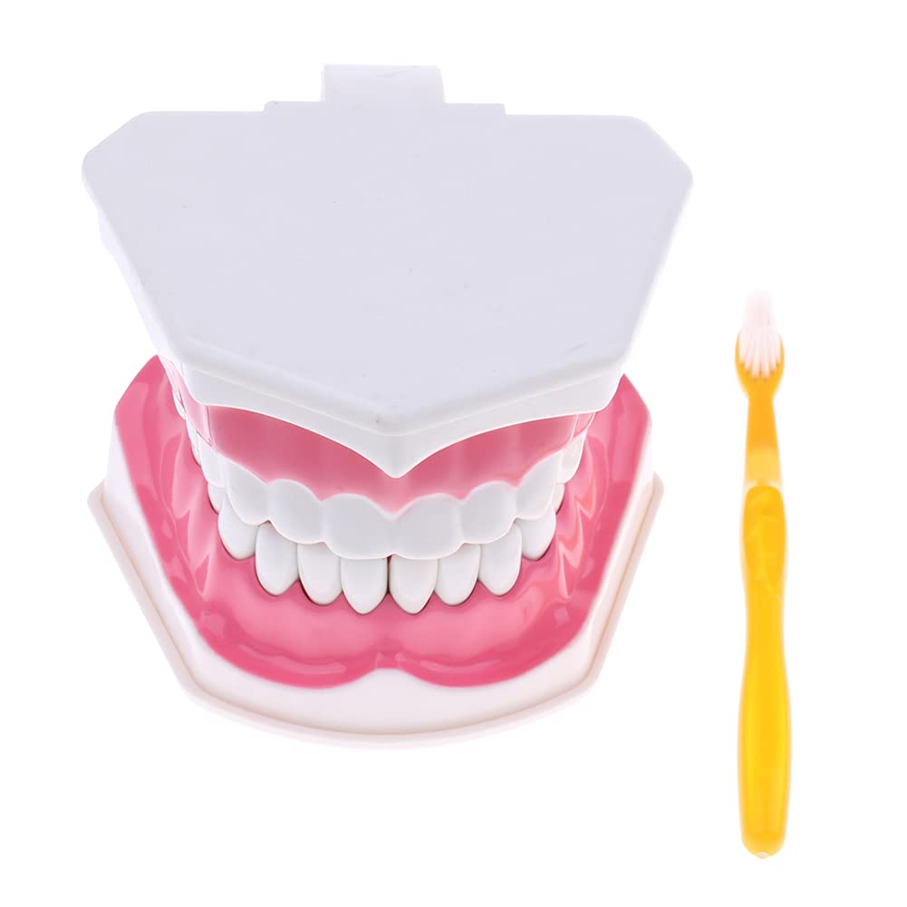Modèle de brosse dentaire AMITD pédagogique avec brosse et dents amovibles