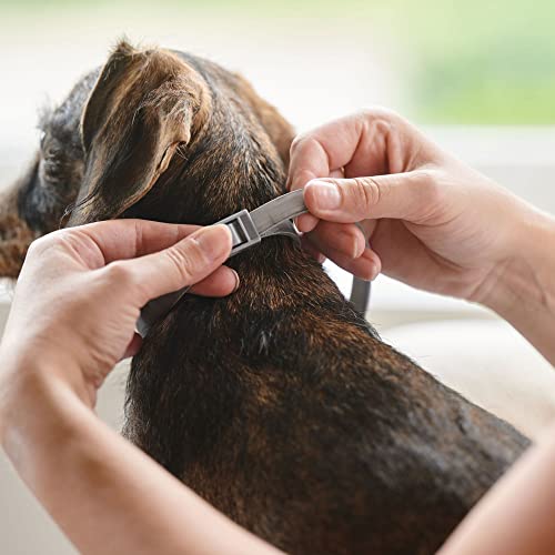 Beaphar CaniComfort Beruhigendes Halsband für Welpen (bis zu 45 cm), bietet kontinuierliche Unterstützung für ängstliche und nervöse Hunde, beginnt in 15 Minuten zu arbeiten, hilft Angst vor Feuerwerk