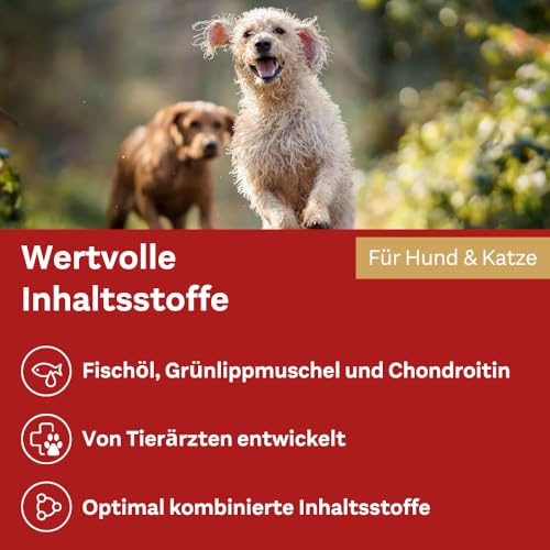 Doppelherz Gelenk Öl für Katzen und Hunde - Mit essentiellen Omega-3 Fettsäuren + Chondroitin - 250ml